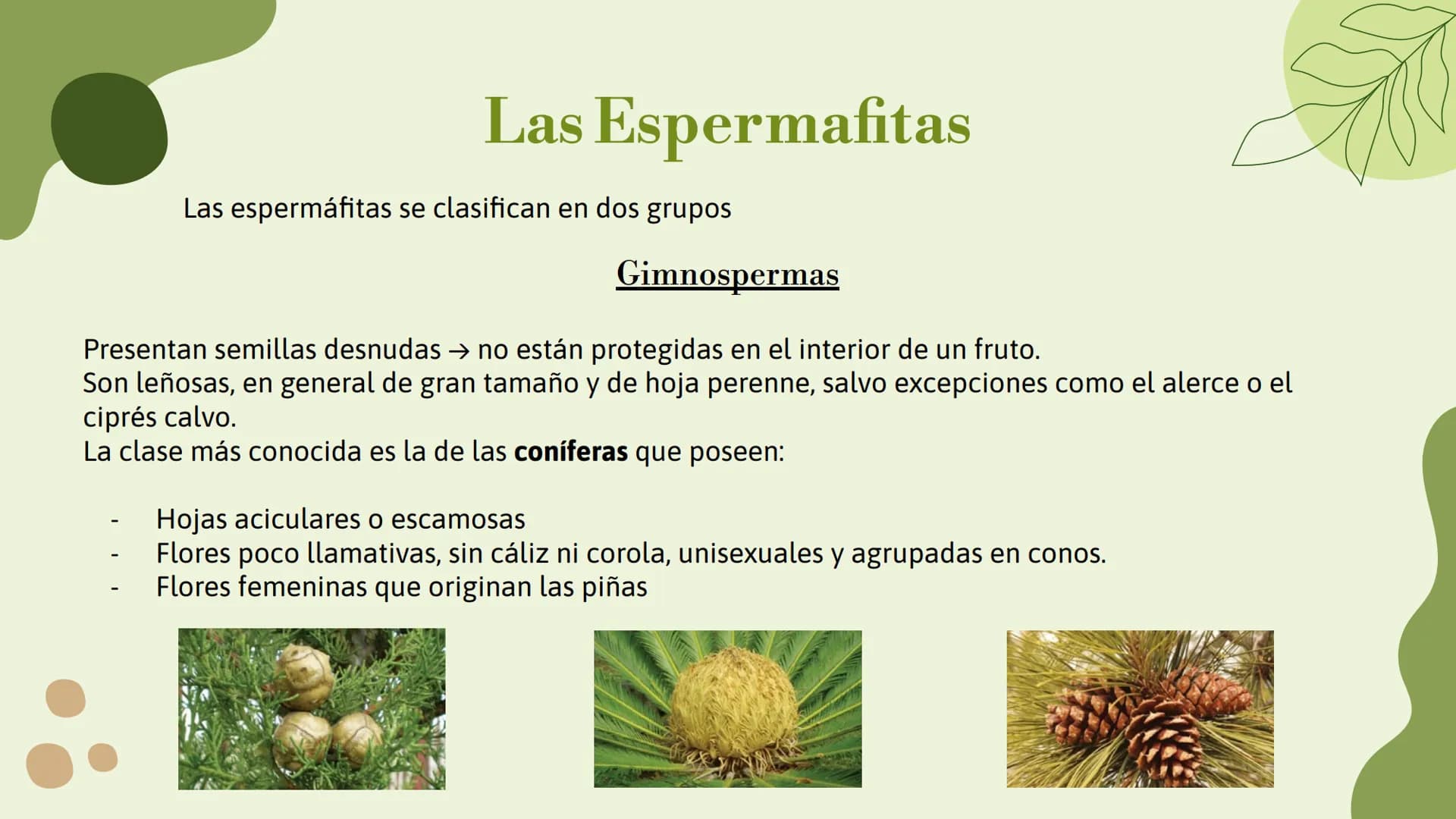 # Trabajo sobre
plantas

Raluca Mihaela Cuibaru Indice

Características generales
01. de las plantas

Función de nutrición en
03. plantas

F
