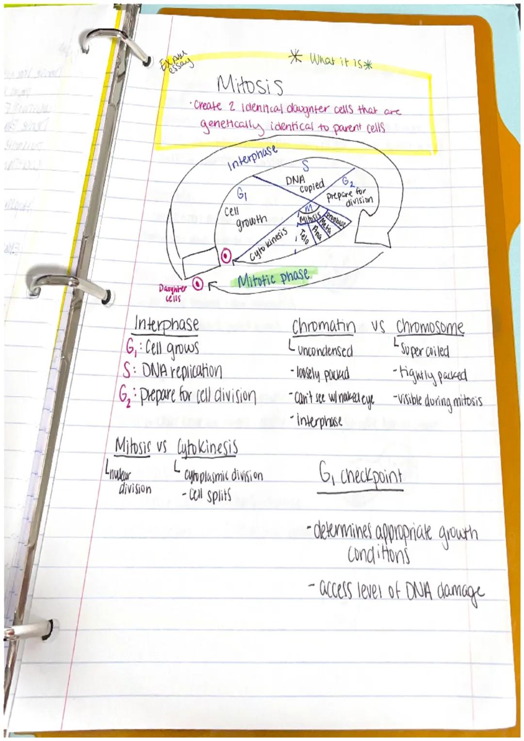 EXAM
essay
*What happens in each phase*
Prophase:
-DNA (chromatin) coils & condenses into chromosomes.
-genetically identical sister chromat