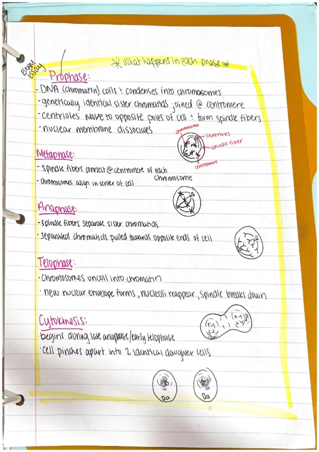 EXAM
essay
*What happens in each phase*
Prophase:
-DNA (chromatin) coils & condenses into chromosomes.
-genetically identical sister chromat