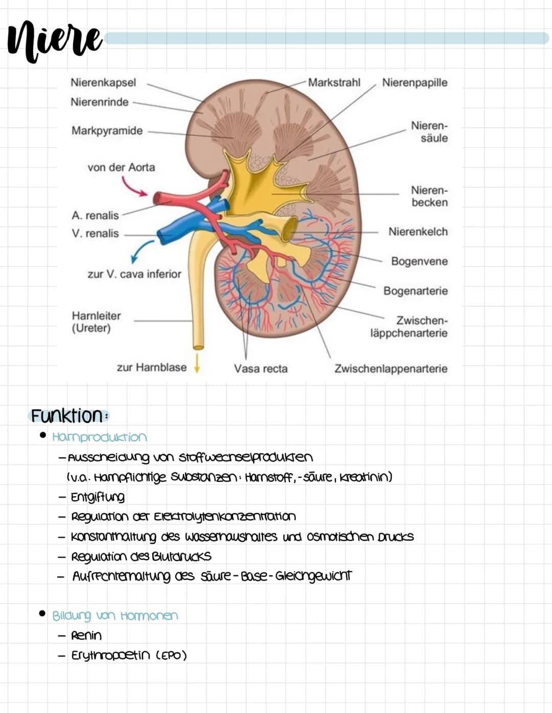 harnsystem

untere Hohivene
vena cava inferior

Niere
Ren

Harnleiter
ureter

Hornblase
vesica urinaria

Hamrōnre
Urethra

Nebenniere
Glandu