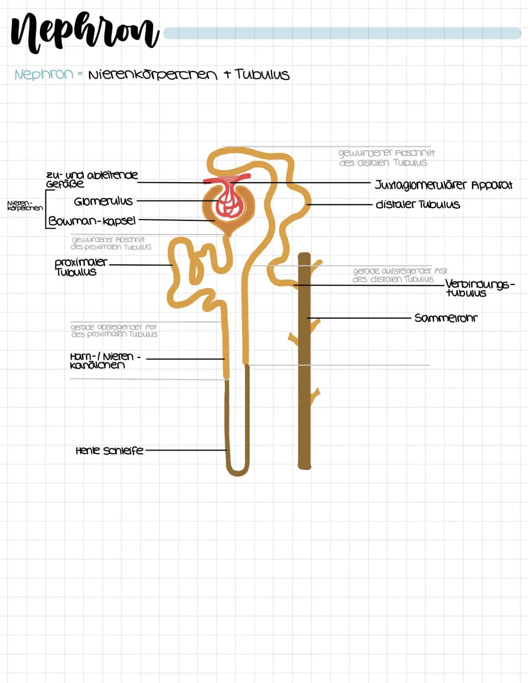 harnsystem

untere Hohivene
vena cava inferior

Niere
Ren

Harnleiter
ureter

Hornblase
vesica urinaria

Hamrōnre
Urethra

Nebenniere
Glandu