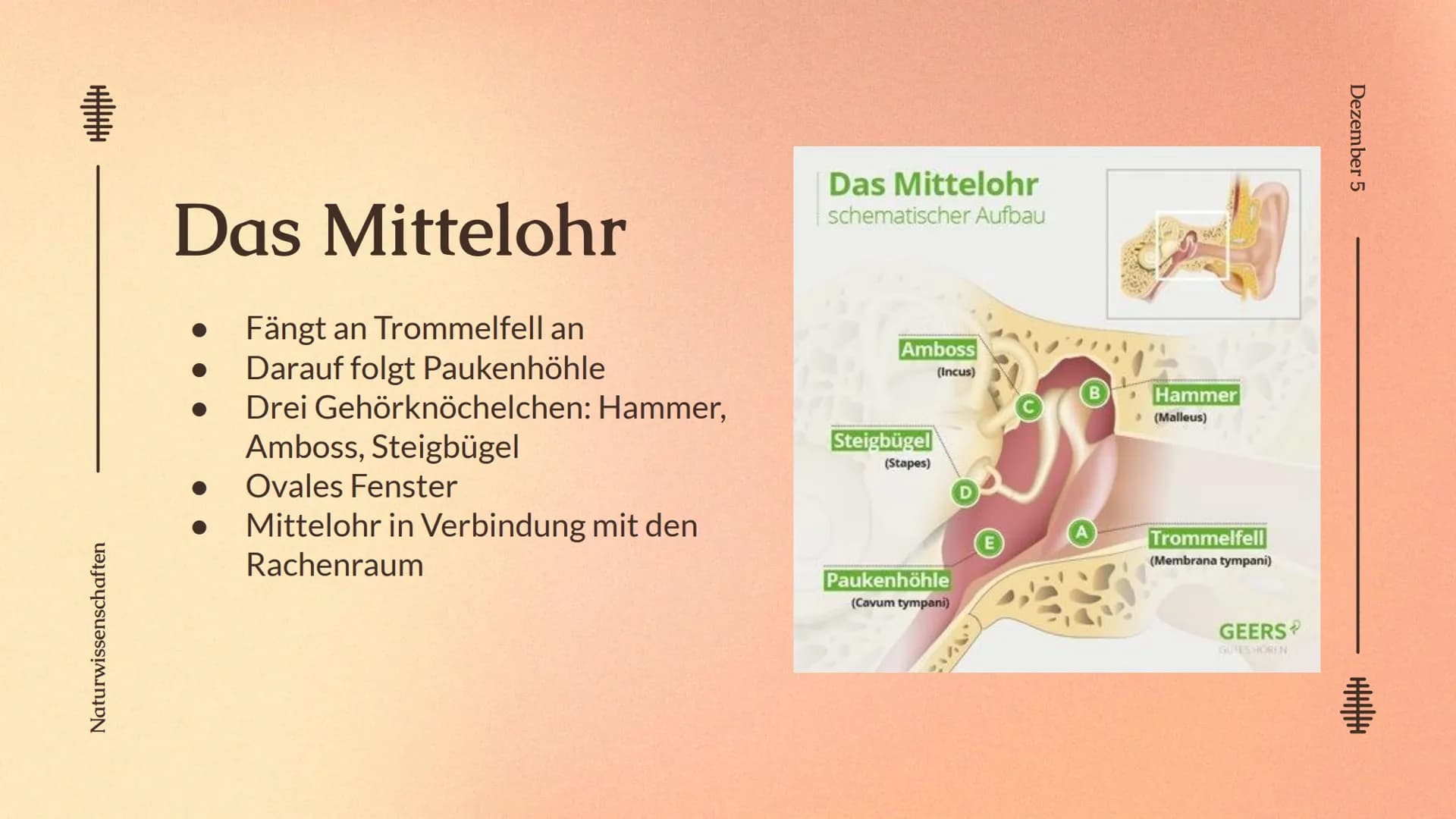 # Das Ohr

von: Madita Harting und Sarina Rohani

Das Ohr

November 22 Inhaltsverzeichnis

1. Das Ohr Aufbau
2. Das Außenohr
3. Das Innenohr