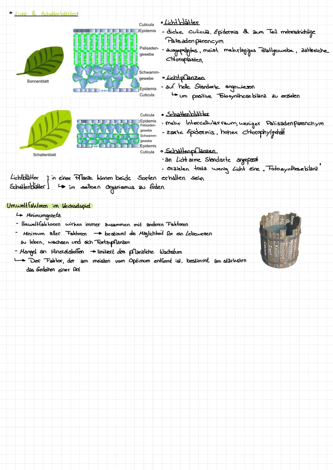 # Ökologie

GLOSSAR

| Begriffe | Erklärung/Nefinition. |
| ----------- | ----------- |
| Ökosystem | Wechselbezichung zwischen einem Biotop