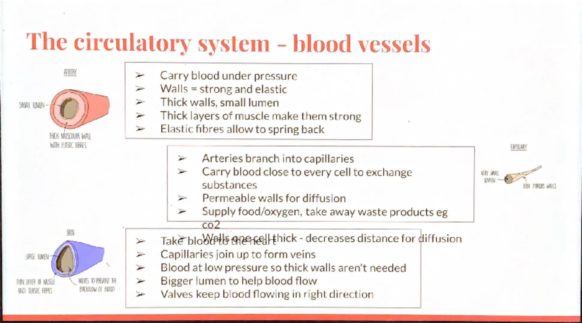 Biology
Revision -
Organization

GCSE Cell organisation
Eg.
Root hair cell
Palisade cell
Xylem cell
Red blood cell
White blood cell
Basic bu