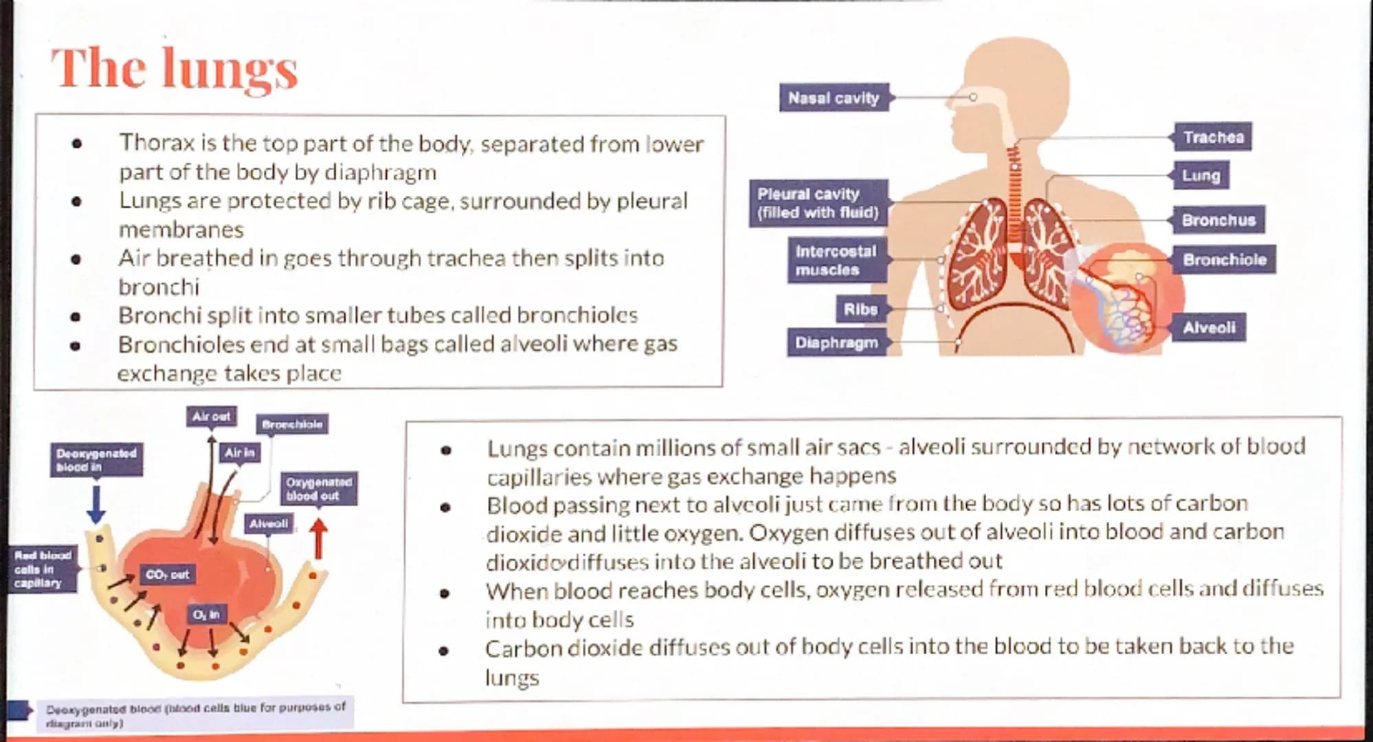 Biology
Revision -
Organization

GCSE Cell organisation
Eg.
Root hair cell
Palisade cell
Xylem cell
Red blood cell
White blood cell
Basic bu