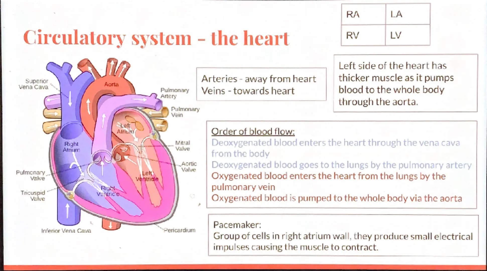 Biology
Revision -
Organization

GCSE Cell organisation
Eg.
Root hair cell
Palisade cell
Xylem cell
Red blood cell
White blood cell
Basic bu