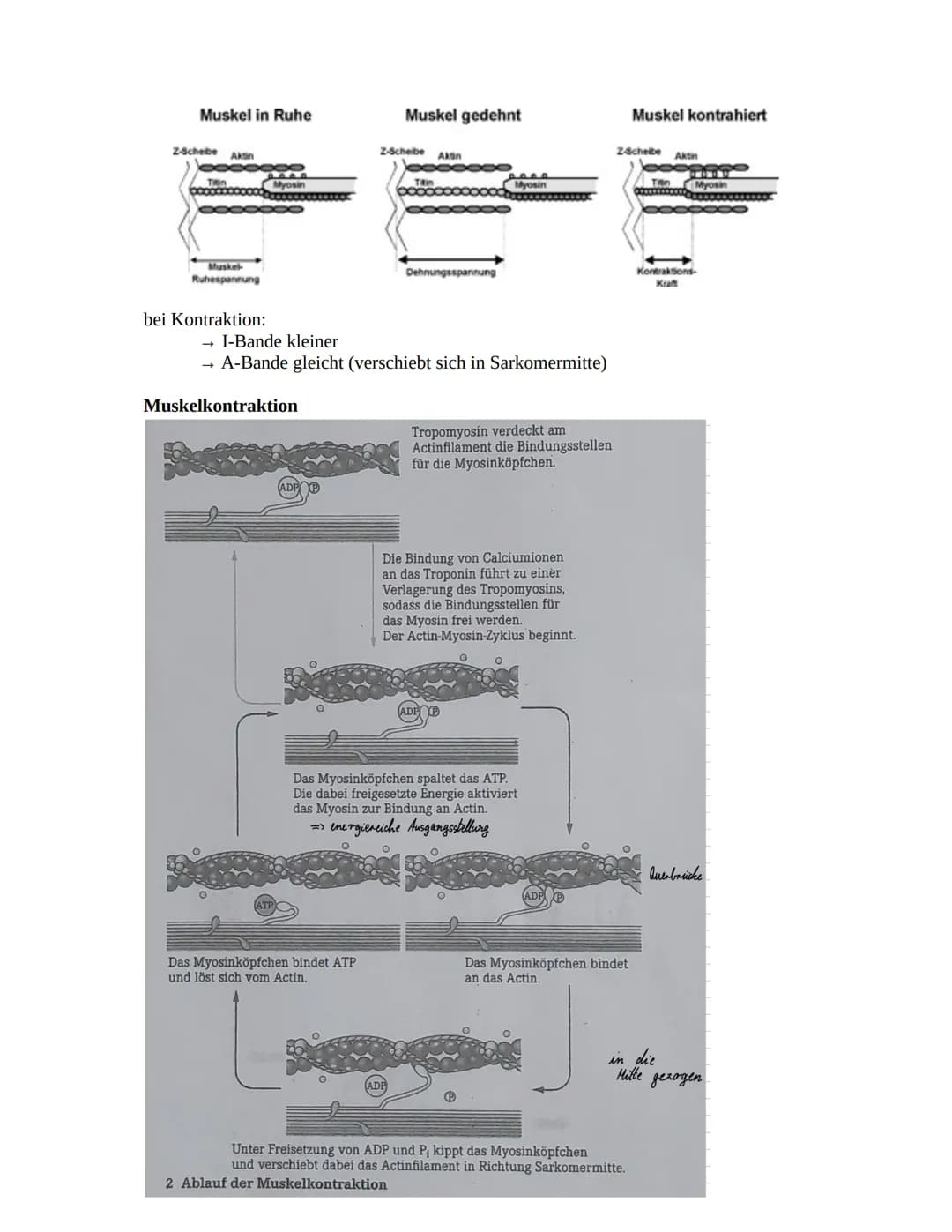 # Sportbiologie

Herz-Kreislaufsystem

Aufbau des Herzens

obere
Hohlvene

rechter Vorhof

Taschenklappe
(Pulmonalklappe)-

Segelklappe
(Tri