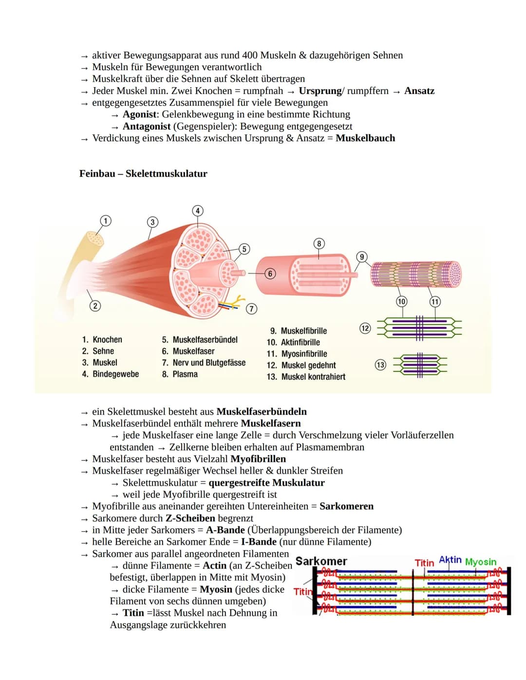 # Sportbiologie

Herz-Kreislaufsystem

Aufbau des Herzens

obere
Hohlvene

rechter Vorhof

Taschenklappe
(Pulmonalklappe)-

Segelklappe
(Tri