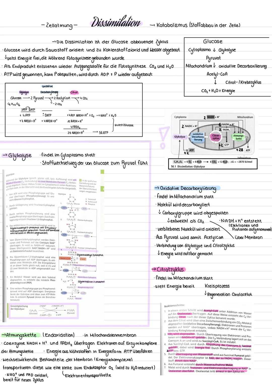 - Zellatmung-
Dissimilation
→ Katabalismus (Stoffabbau in der Zelle).

→Die Dissimilation ist der Glucose abbauende Zyklus

Glucose wird dur