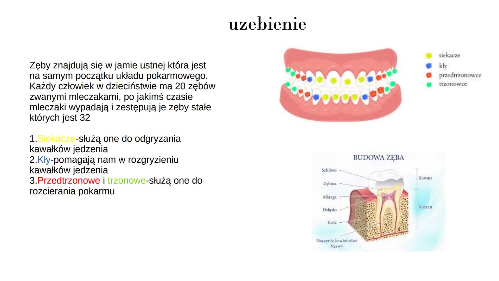 # UKŁAD POKARMOWY
# CZŁOWIEKA

1. Jama ustna-zachodzi w niej mechaniczne rozdrabnianie
pokarmu oraz wstępne trawienie cukrów śliną
2.Gardło-