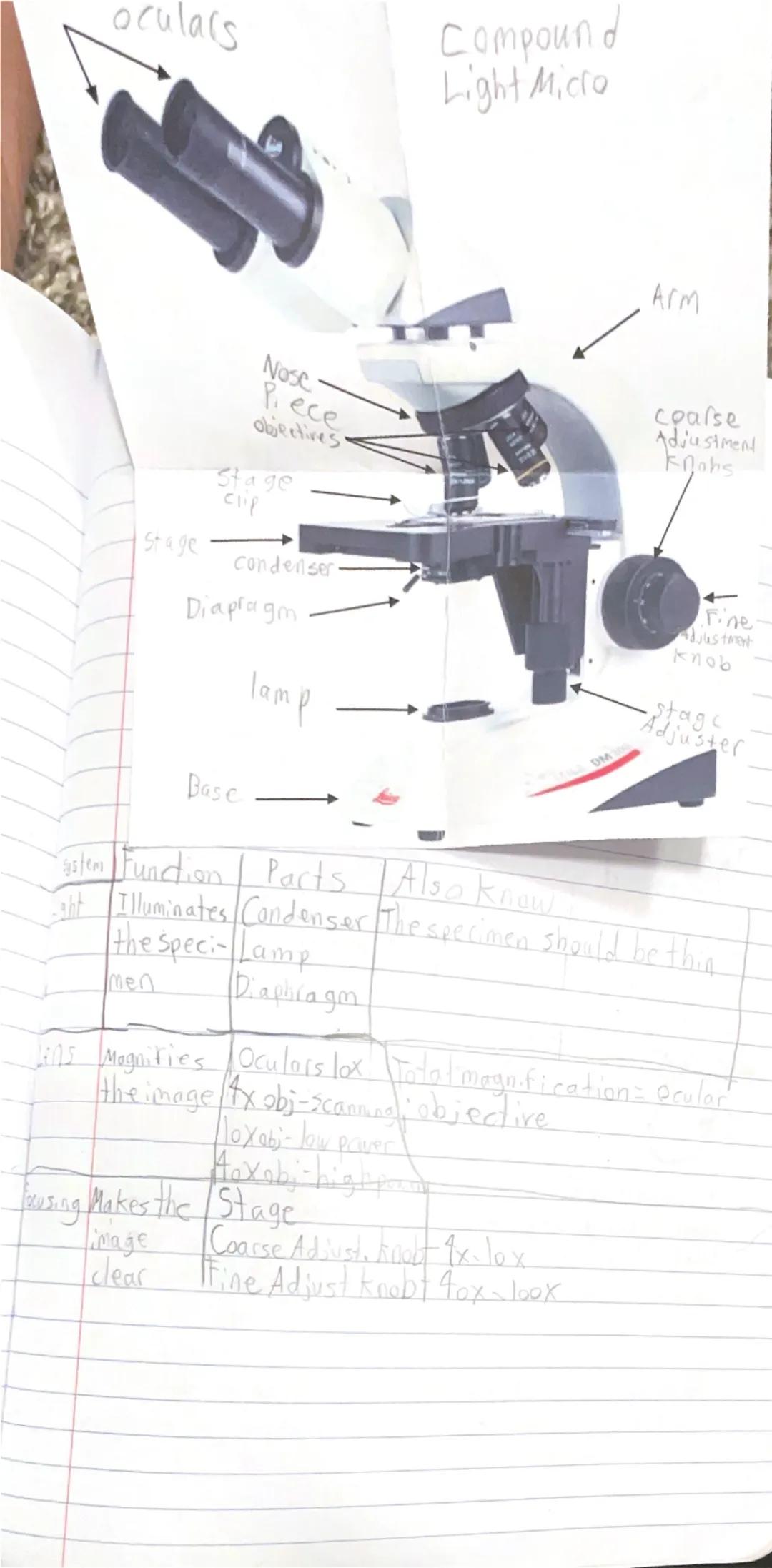 oculars

Compound
Light Micro

Arm

Nose
Piece
Objectives

Stage
CP
coarse
Adjustment
Kohs

Stage
condenser
Diapragm

Fine-
Lilustrat
knob

