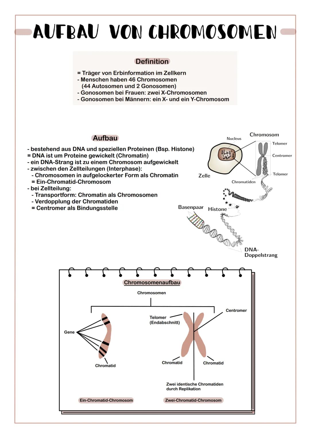 # AUFBAU VON CHROMOSOMEN

Definition

= Träger von Erbinformation im Zellkern

- Menschen haben 46 Chromosomen

(44 Autosomen und 2 Gonosome