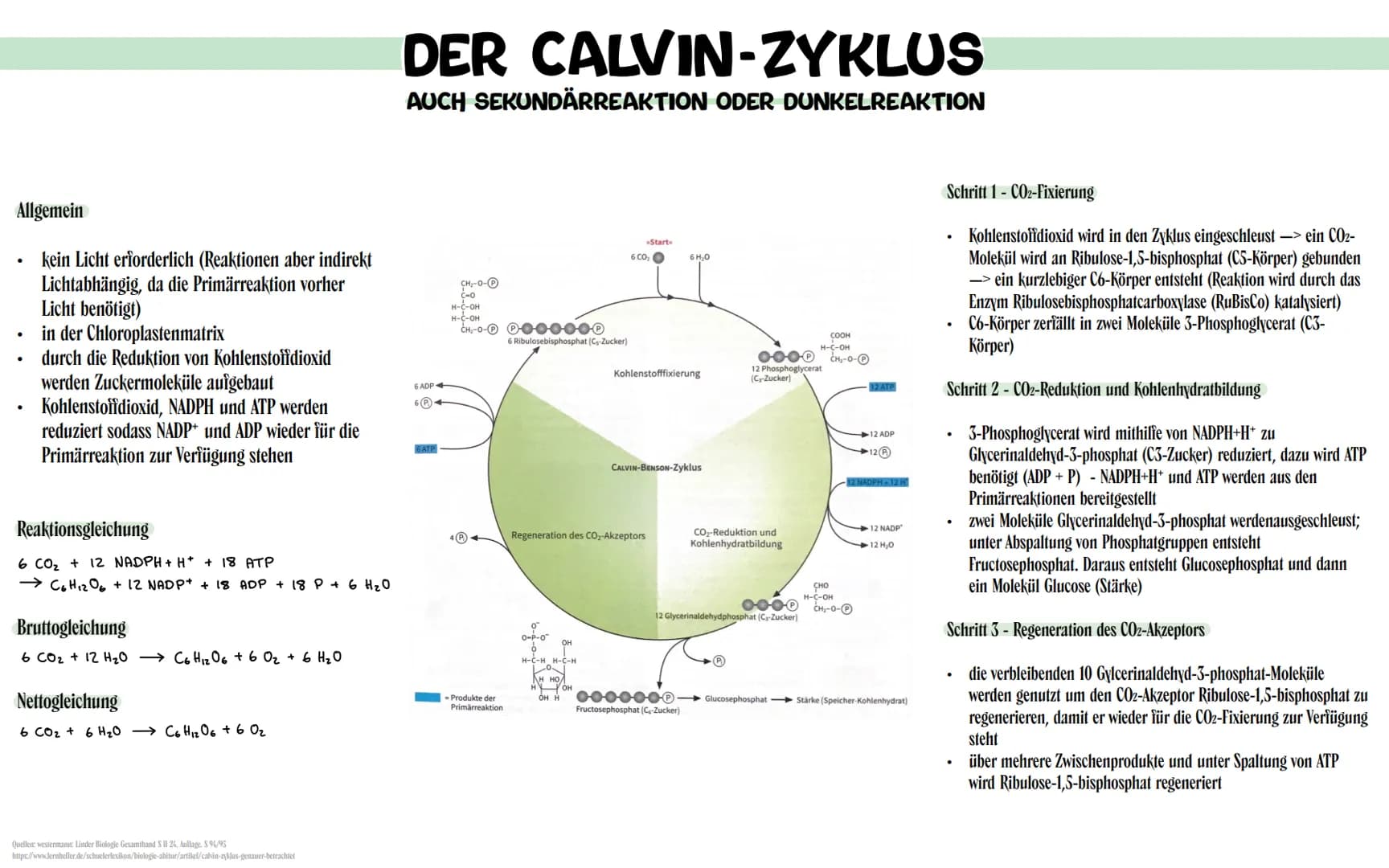 Allgemein

- kein Licht erforderlich (Reaktionen aber indirekt
 Lichtabhängig, da die Primärreaktion vorher
 Licht benötigt)
- in der Chloro