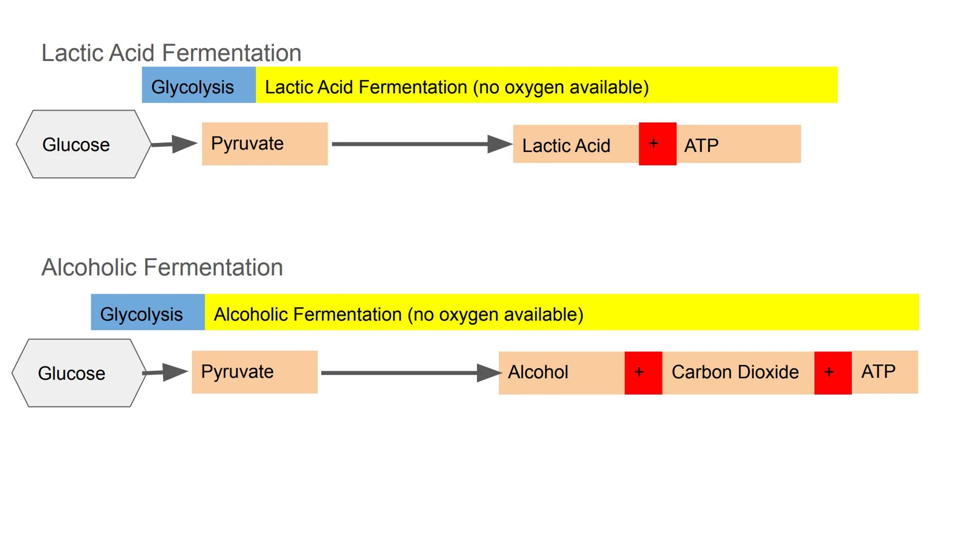 Fermentation # Fermentation

Anaerobic Respiration: Respiration without oxygen

Location: Cytoplasm

Lactic Acid Fermentation:

Occurs in mu