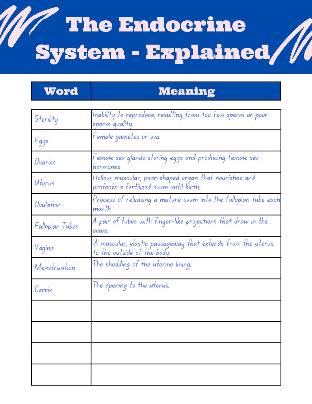# The Endocrine
## System - Explained

| Word | Meaning |
|---|---|
| Endocrine glands | Ductless or tubeless organs or groups of cells that
