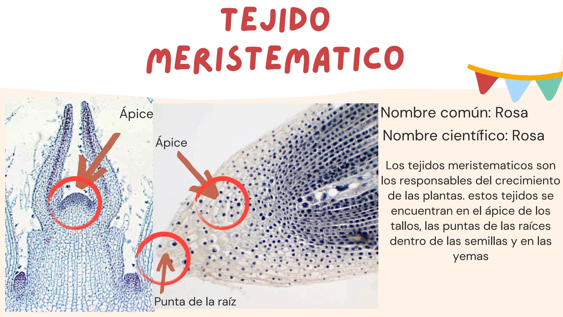 TOMAS SANTIAGO BELTRAN

ÁLBUM
PROYECTO
FINAL

6° INDICE

TEJIDOS VEGETALES

-TEJIDO MERISTEMATICO

-TEJIDO DERMICO PROTECTOR

-TEJIDO FUNDAM
