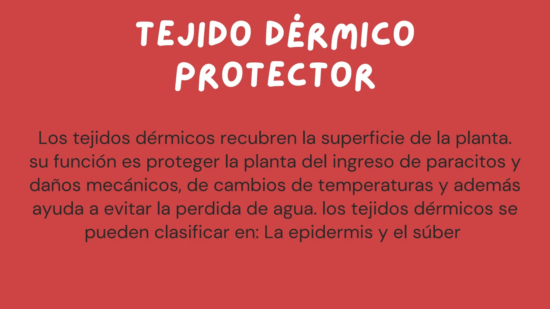 TOMAS SANTIAGO BELTRAN

ÁLBUM
PROYECTO
FINAL

6° INDICE

TEJIDOS VEGETALES

-TEJIDO MERISTEMATICO

-TEJIDO DERMICO PROTECTOR

-TEJIDO FUNDAM