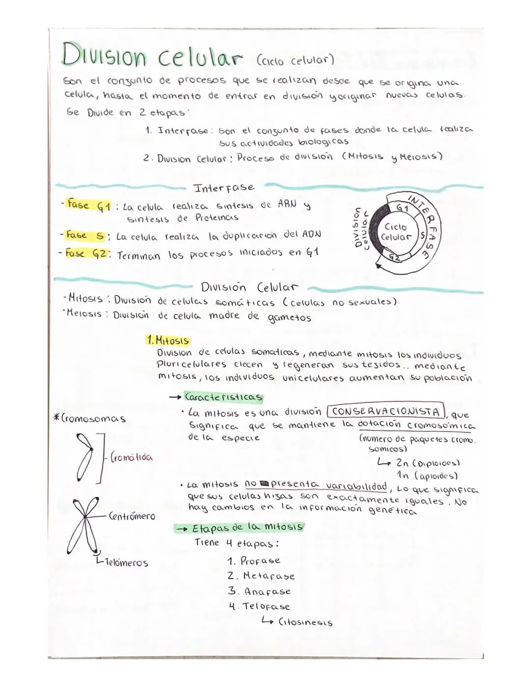 # Division celular (ciclo celular)

Son el conjunto de procesos que se realizan desoe que se origina una
Celula, hasta el momento de entrar 
