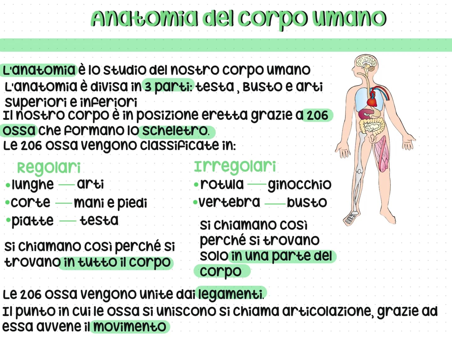 # Anatomia del corpo umano

L'anatomia è lo studio del nostro corpo umano
L'anatomia è divisa in 3 parti: testa, Busto e arti
superiori e in