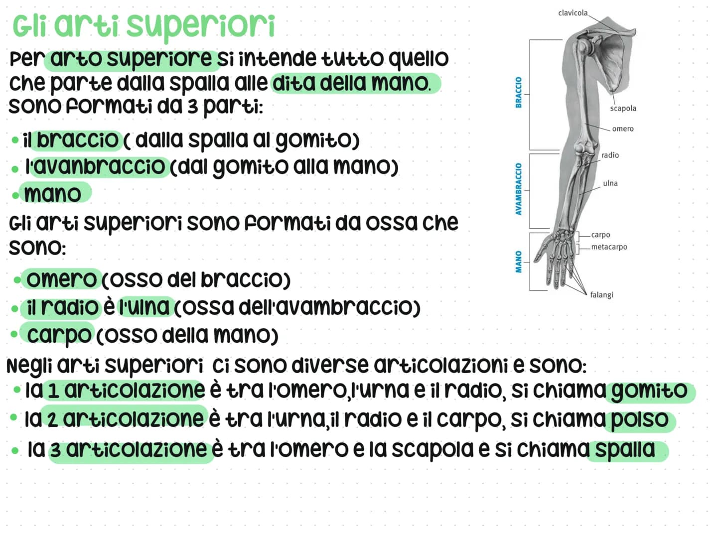 # Anatomia del corpo umano

L'anatomia è lo studio del nostro corpo umano
L'anatomia è divisa in 3 parti: testa, Busto e arti
superiori e in