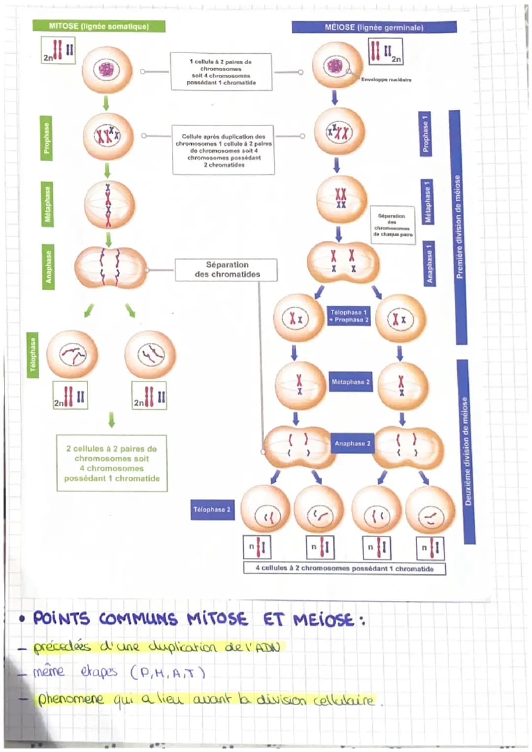SVT: CHAPITRE 1: LES DIVISIONS CELLULAIRES DES EUCARYOTES

• QU'EST-CE QUE LA MITOSE ?

Definition : division de la cellule au cours de laqu