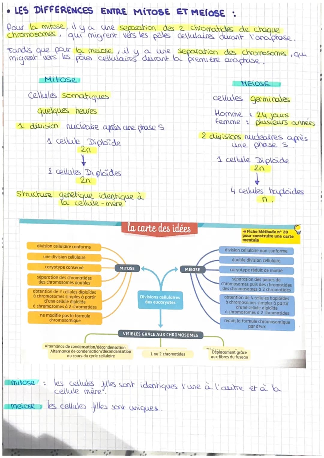 SVT: CHAPITRE 1: LES DIVISIONS CELLULAIRES DES EUCARYOTES

• QU'EST-CE QUE LA MITOSE ?

Definition : division de la cellule au cours de laqu