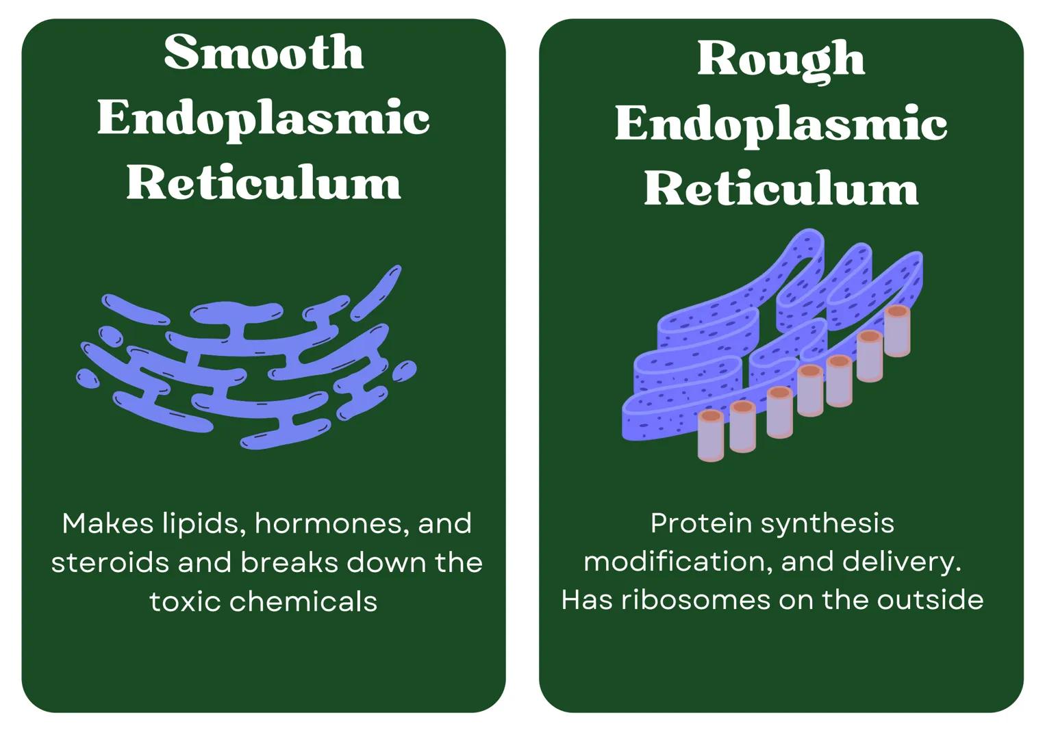 # Eukaryotic
## Cell

# Nucleus

Type of membrane bound cell that is
very complex in comparison to
Prokaryotic cells. It has many
smaller se