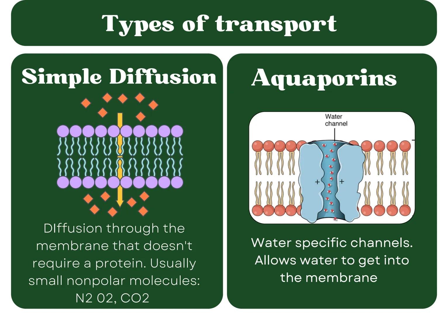 # Eukaryotic
## Cell

# Nucleus

Type of membrane bound cell that is
very complex in comparison to
Prokaryotic cells. It has many
smaller se