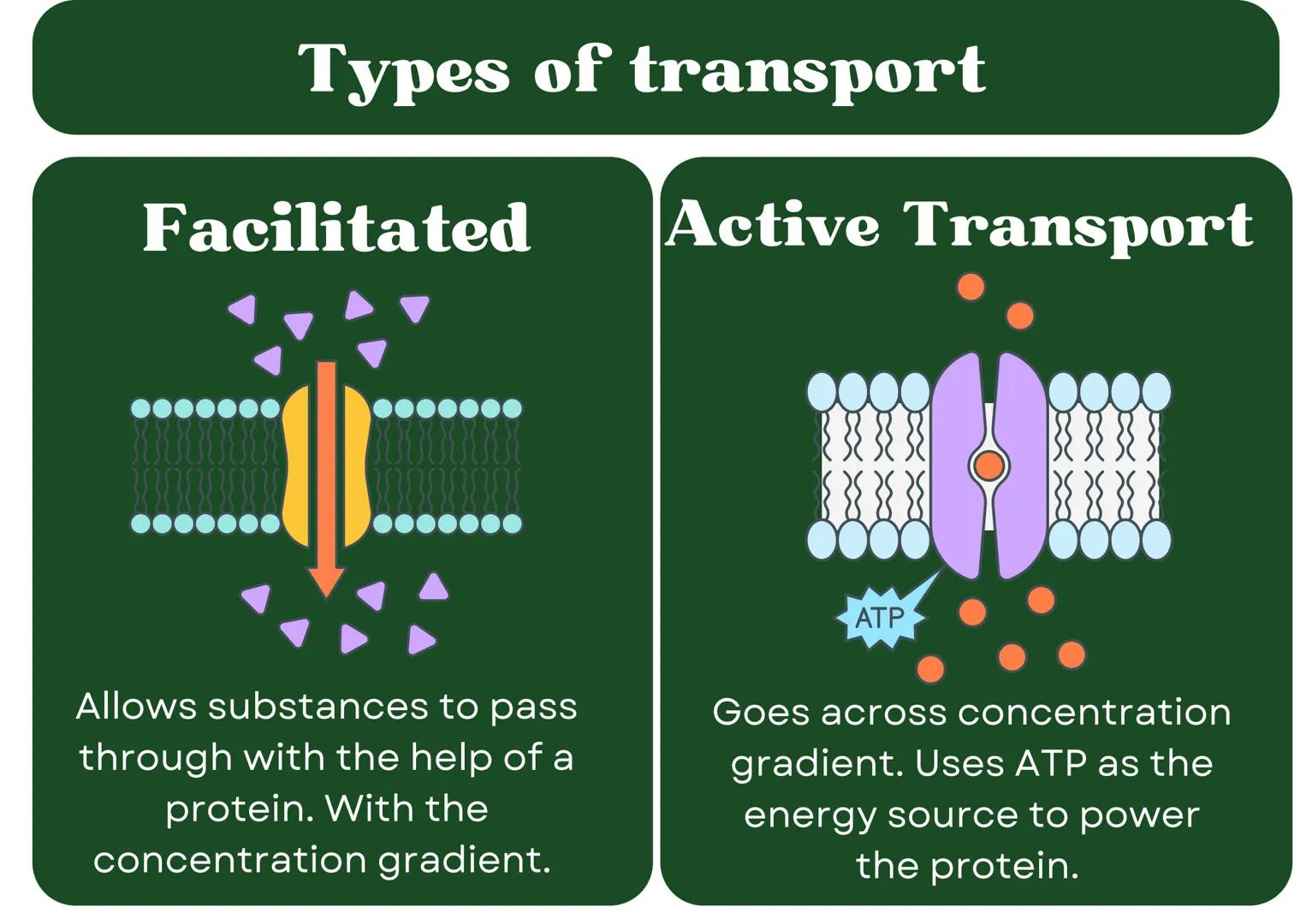 # Eukaryotic
## Cell

# Nucleus

Type of membrane bound cell that is
very complex in comparison to
Prokaryotic cells. It has many
smaller se