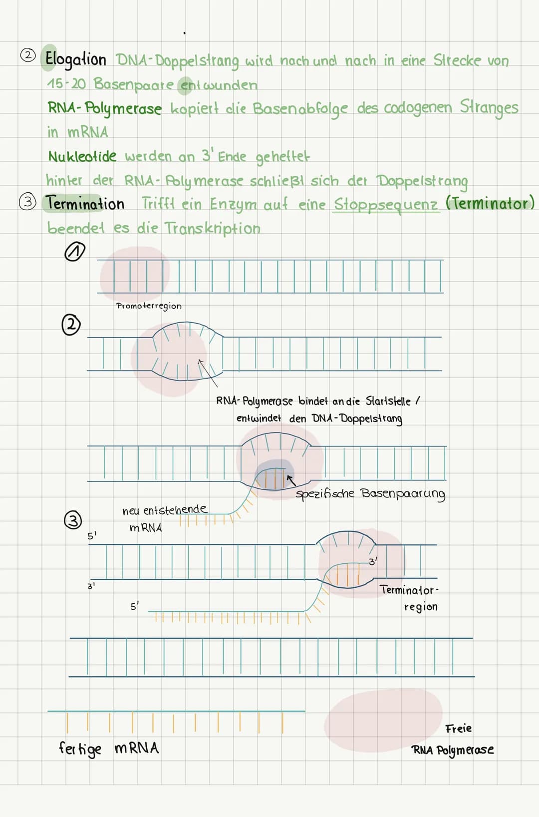 # Proteinbiosynthese

Transkription
= umschreiben

Translation
Fübertragen

→Übertragung der genetischen
Informationen auf die m-RNA

→ Über