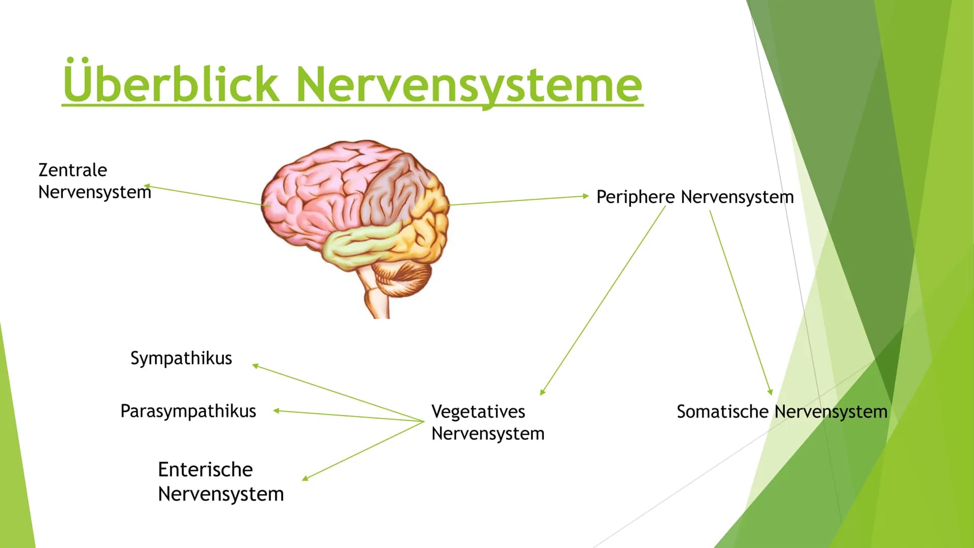 # Nervensysteme # Inhaltsverzeichnis

- Nervensystem/ Nervenzellen
- Zentrale Nervensystem
- Periphere Nervensystem
- Somatische Nervensyste