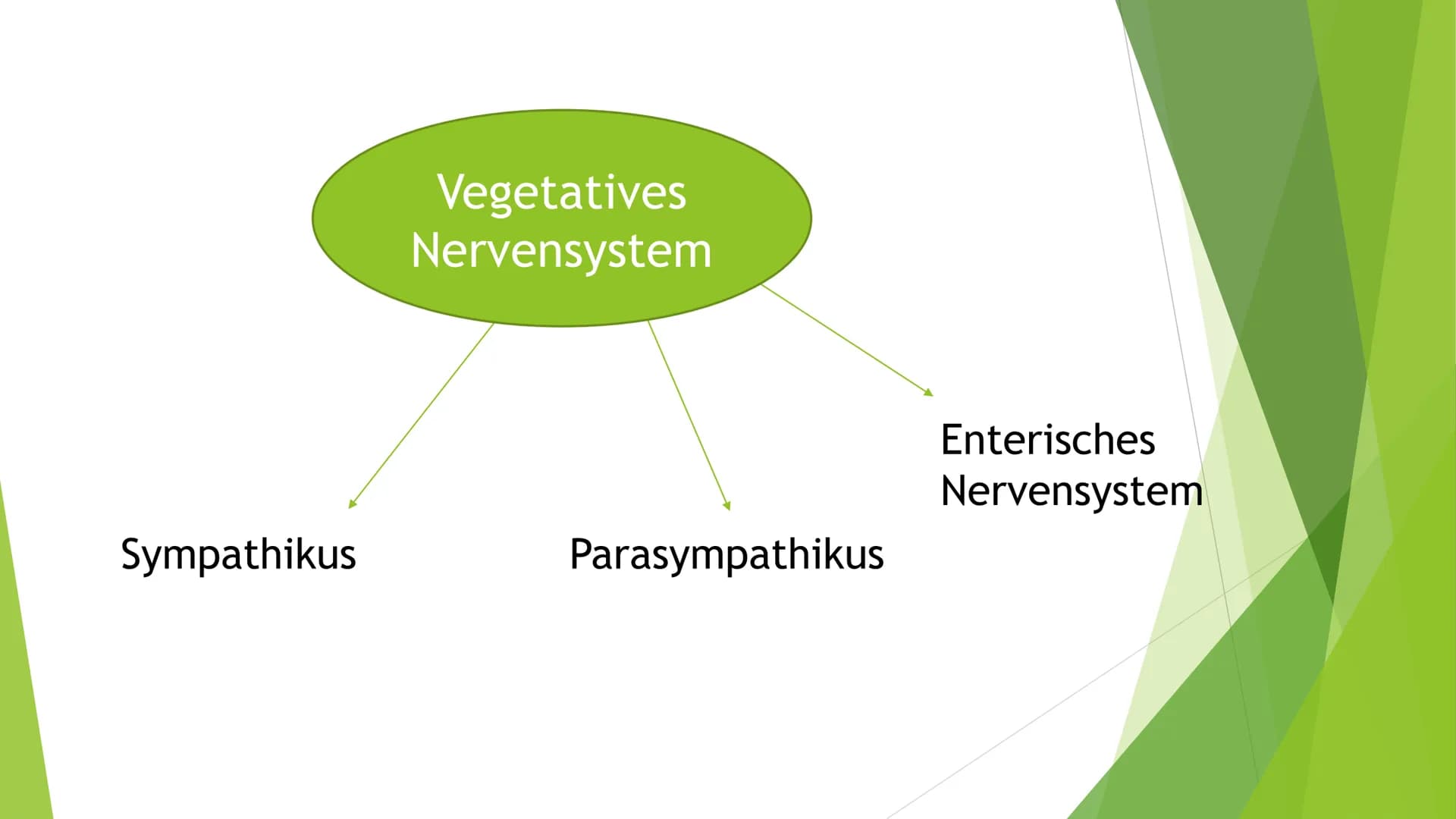 # Nervensysteme # Inhaltsverzeichnis

- Nervensystem/ Nervenzellen
- Zentrale Nervensystem
- Periphere Nervensystem
- Somatische Nervensyste