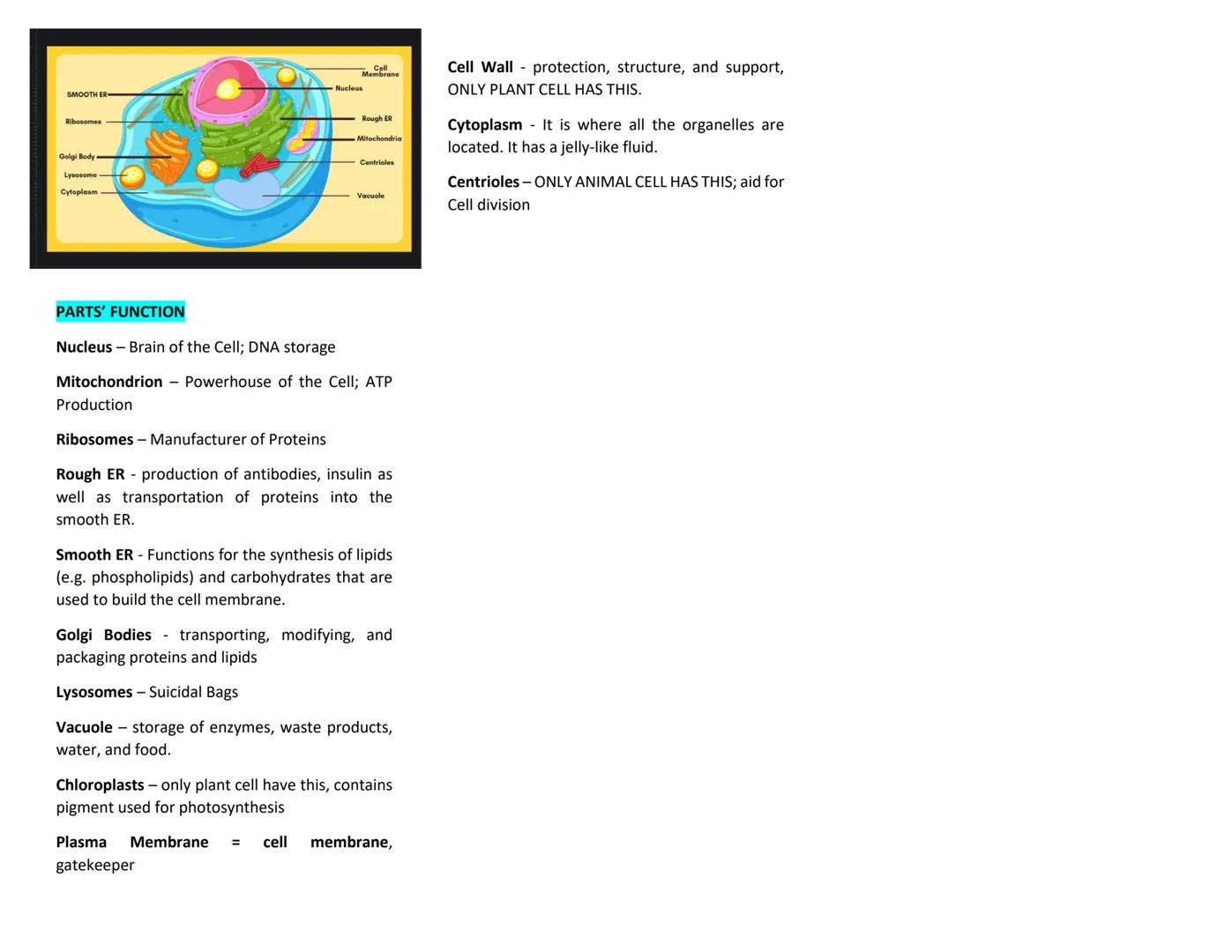 Microscope - a piece of laboratory optical
equipment used to magnify small things that are
too small for the details to be seen by the naked