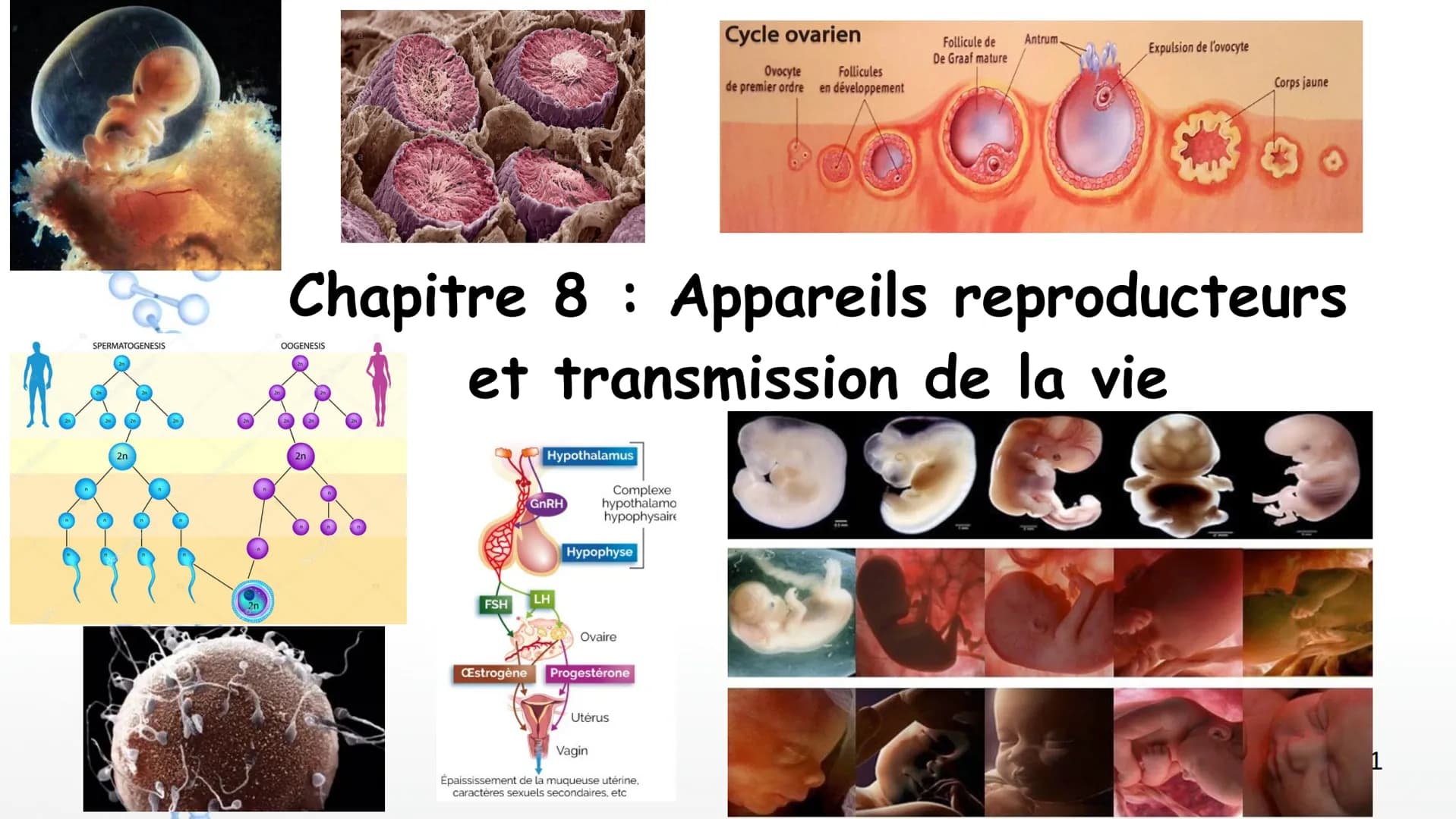 Cycle ovarien

Ovocyte
de premier ordre en développement

Follicule de
De Graaf mature

Antrum

Expulsion de l'ovocyte

Follicules

Corps ja