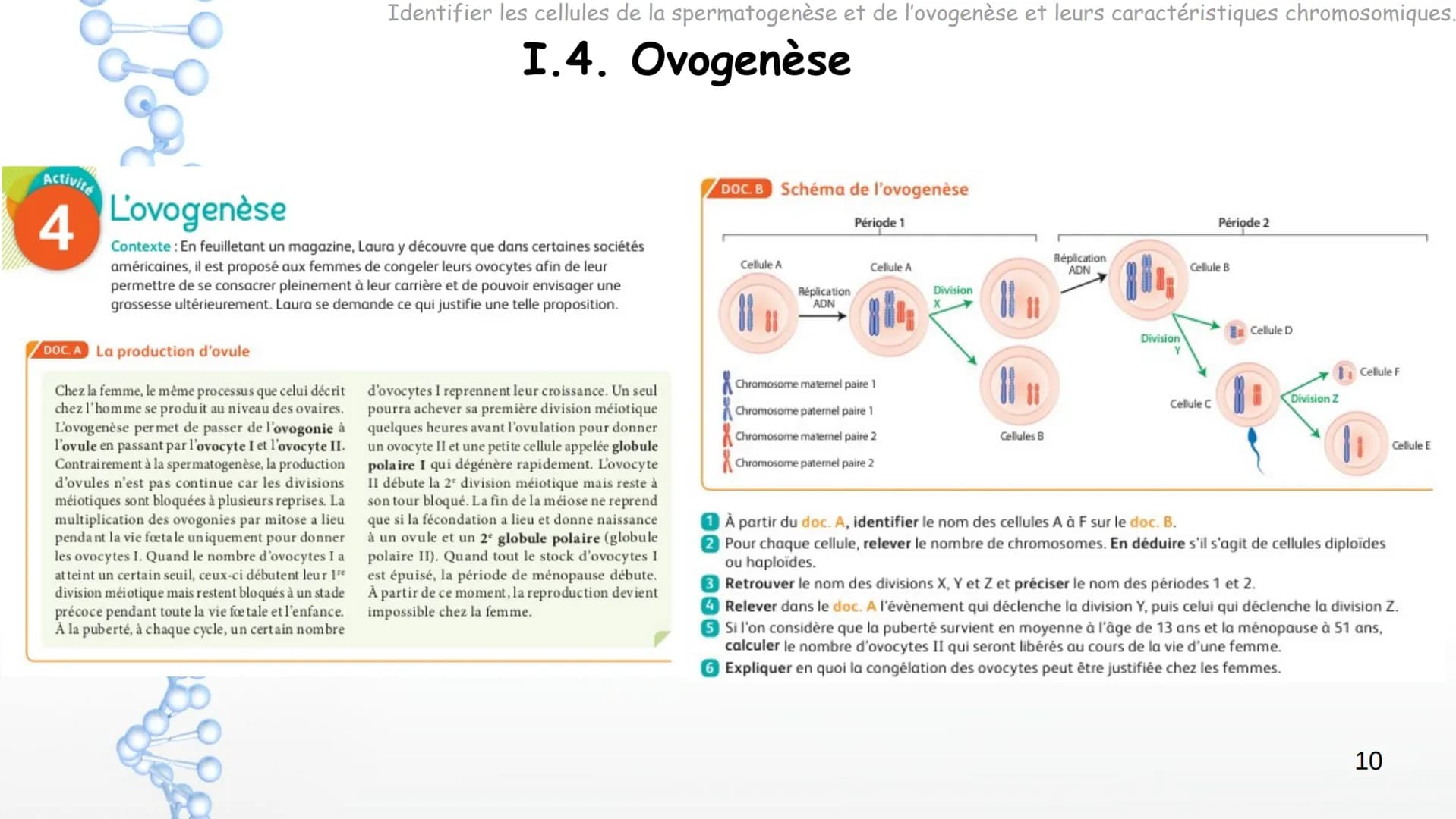 Cycle ovarien

Ovocyte
de premier ordre en développement

Follicule de
De Graaf mature

Antrum

Expulsion de l'ovocyte

Follicules

Corps ja