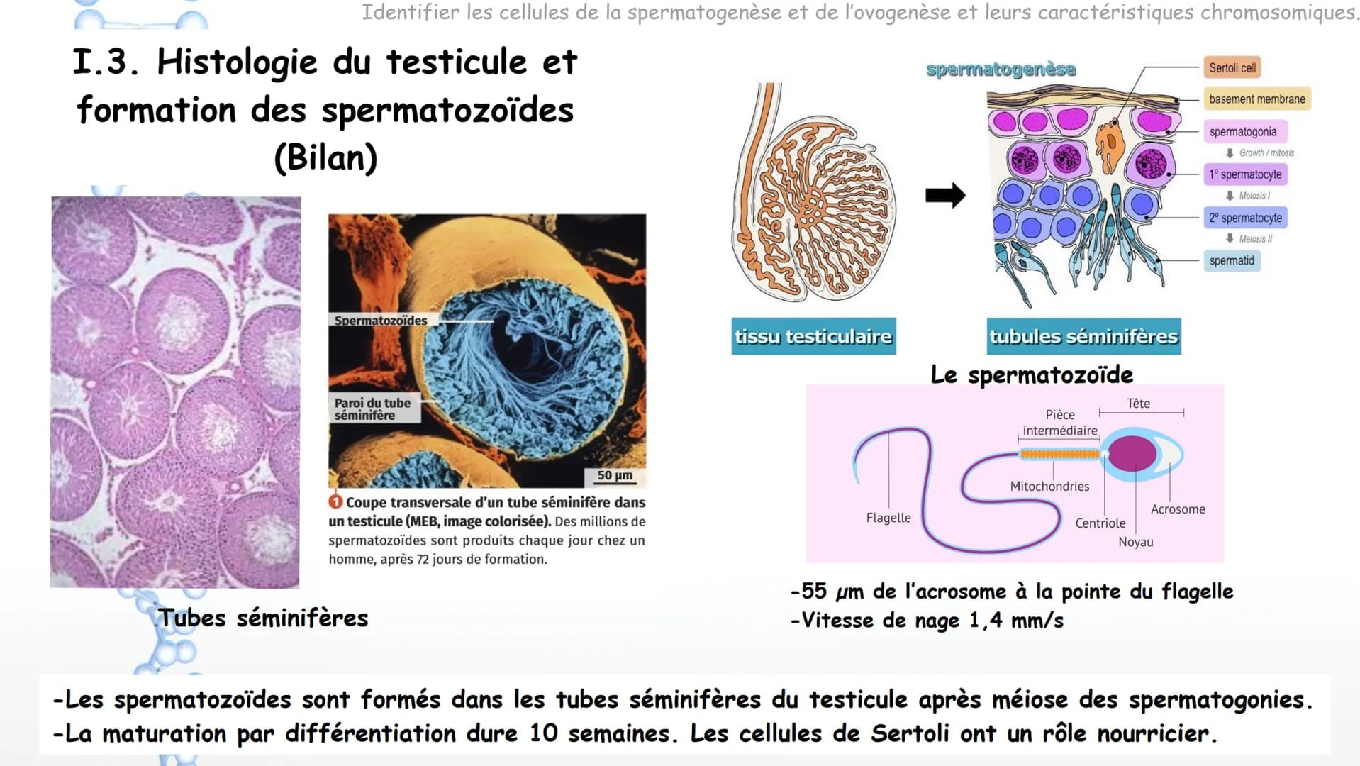Cycle ovarien

Ovocyte
de premier ordre en développement

Follicule de
De Graaf mature

Antrum

Expulsion de l'ovocyte

Follicules

Corps ja
