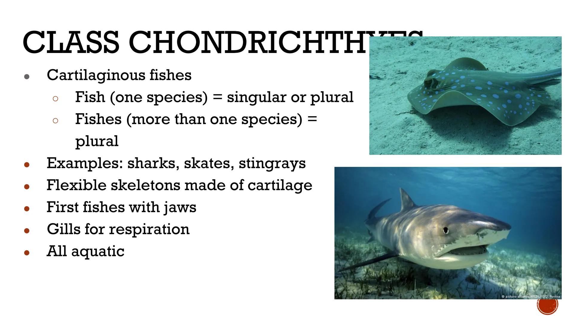 # ANIMALS:
# VERTEBRATES

Biology X # VERTEBRATES

*   Animals WITH a backbone
*   Only Phylum Chordata
    contains vertebrate animals
    