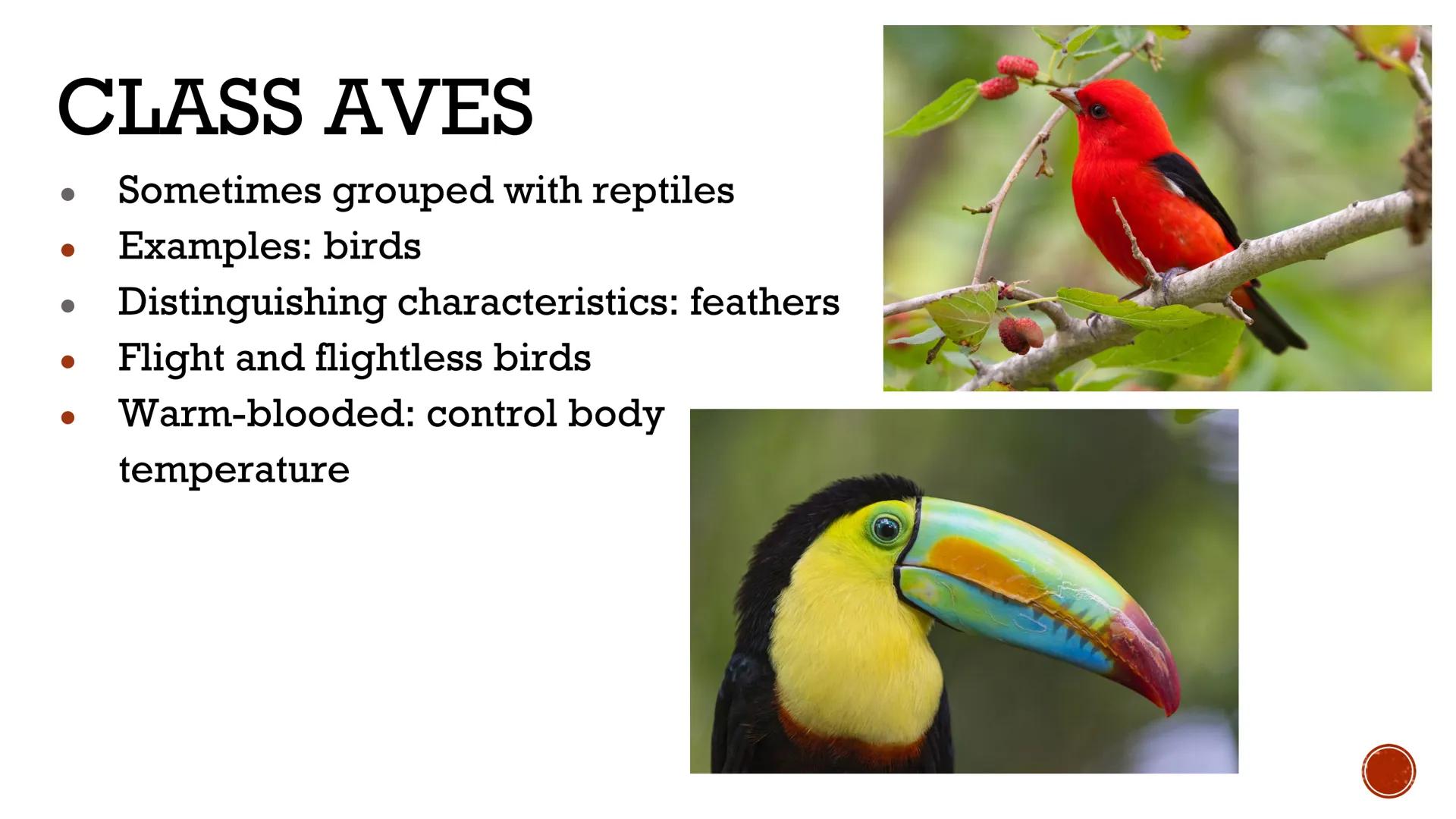 # ANIMALS:
# VERTEBRATES

Biology X # VERTEBRATES

*   Animals WITH a backbone
*   Only Phylum Chordata
    contains vertebrate animals
    