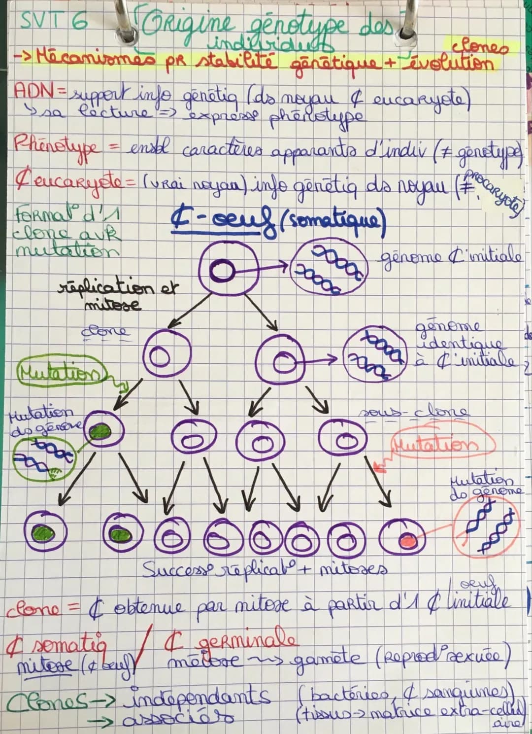 SVIT 6 Origine genotype des
clones
-> Mécanismes pr stabilité génétique + évolution
ADN = support info genétig (ds noyau & eucaryote)
sa lec