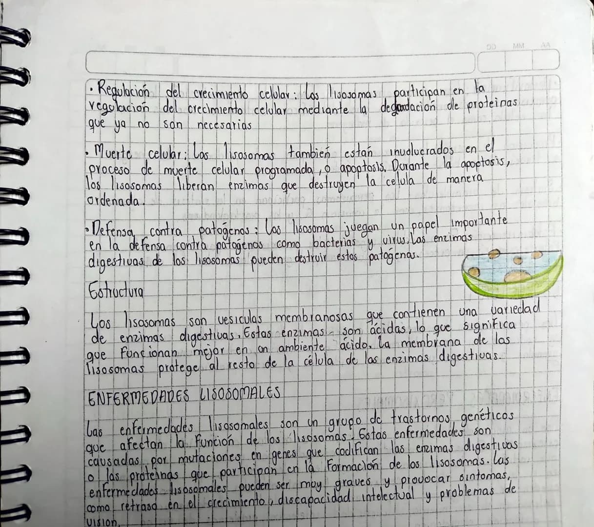 Ilamadas fagosomas

P
26-02
Ilamadas vesículas pinocíticas

GITOPLASMA
Espacio celular comprendido entre la membrana citoplasmática y
enpolt