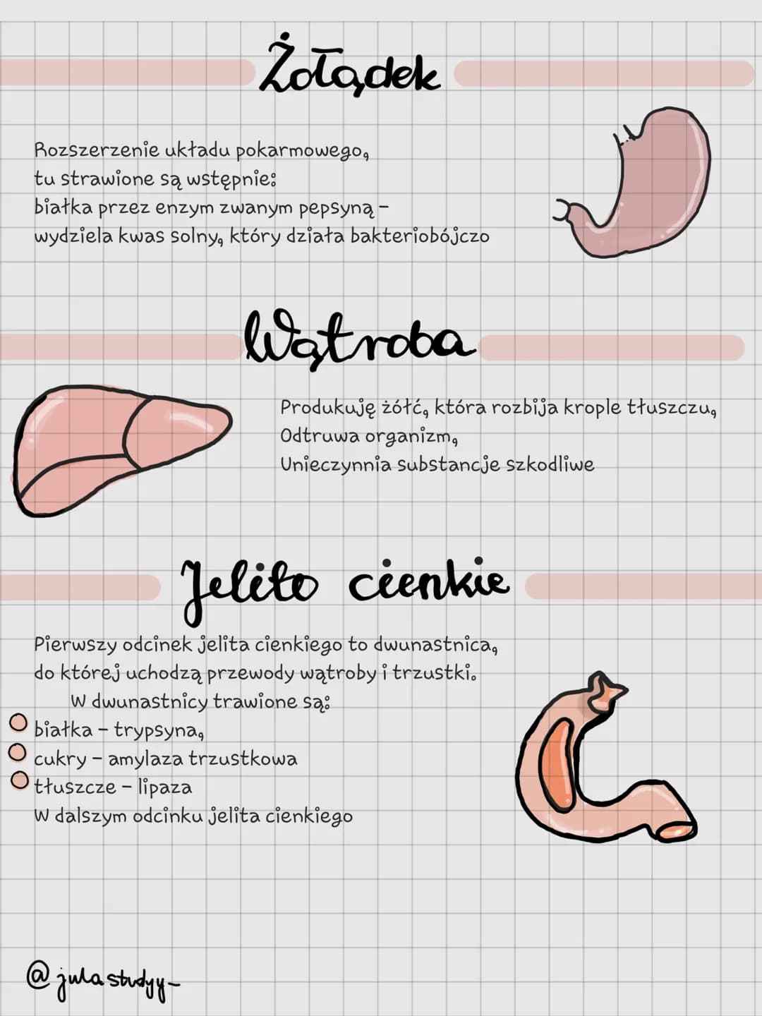 Układ Pokarmowy

@julastudy- # Jama ustna

Pierwszy odcinek układu pokarmowego otoczony
wargami. Zachodzi trawienie mechaniczne oraz
chemicz