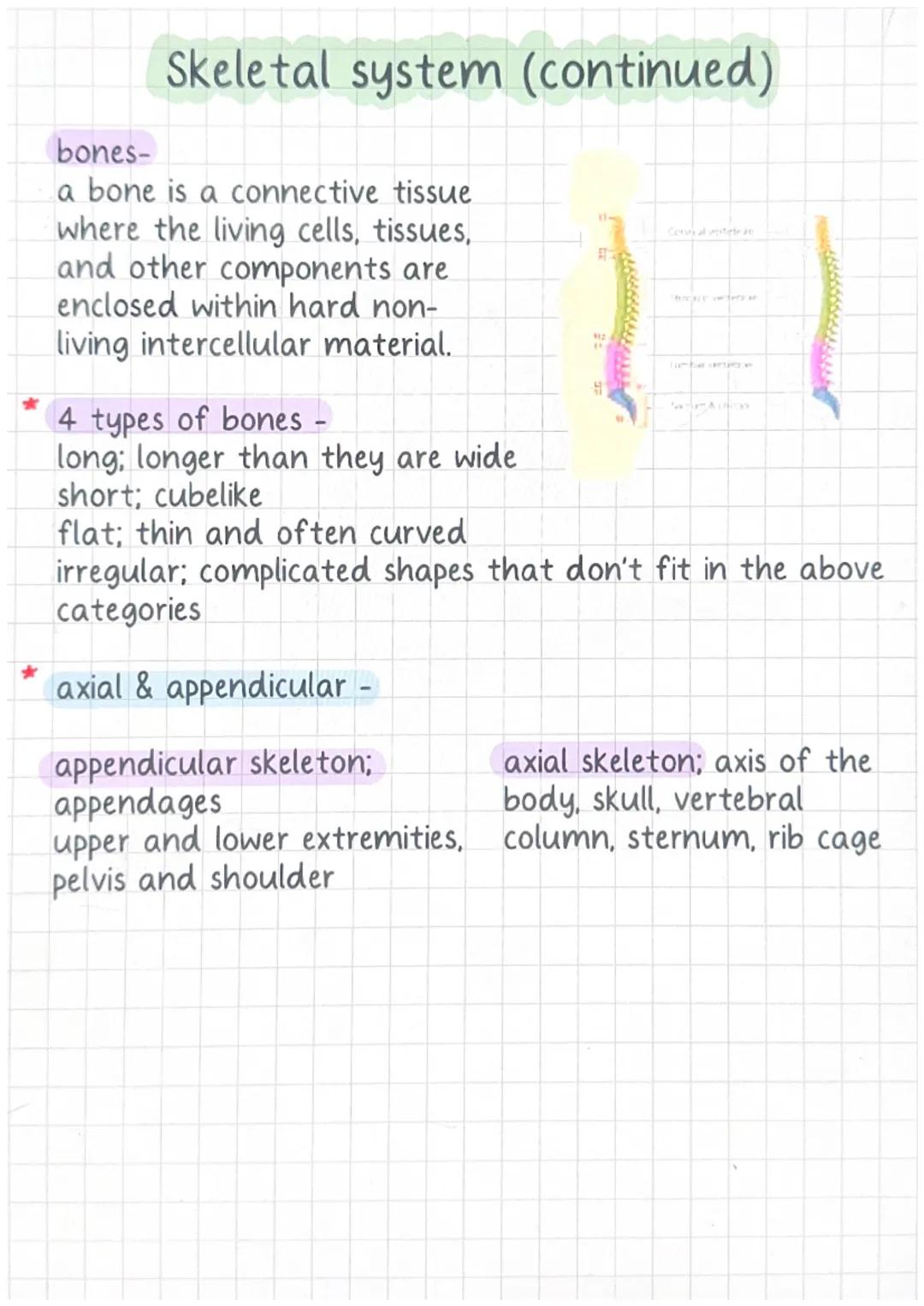Skeletal system

300 baby bones
206 adult bones
smaller bone - inner ear
longest bone-femur
1/2 hands and feet

basic functions of the skele