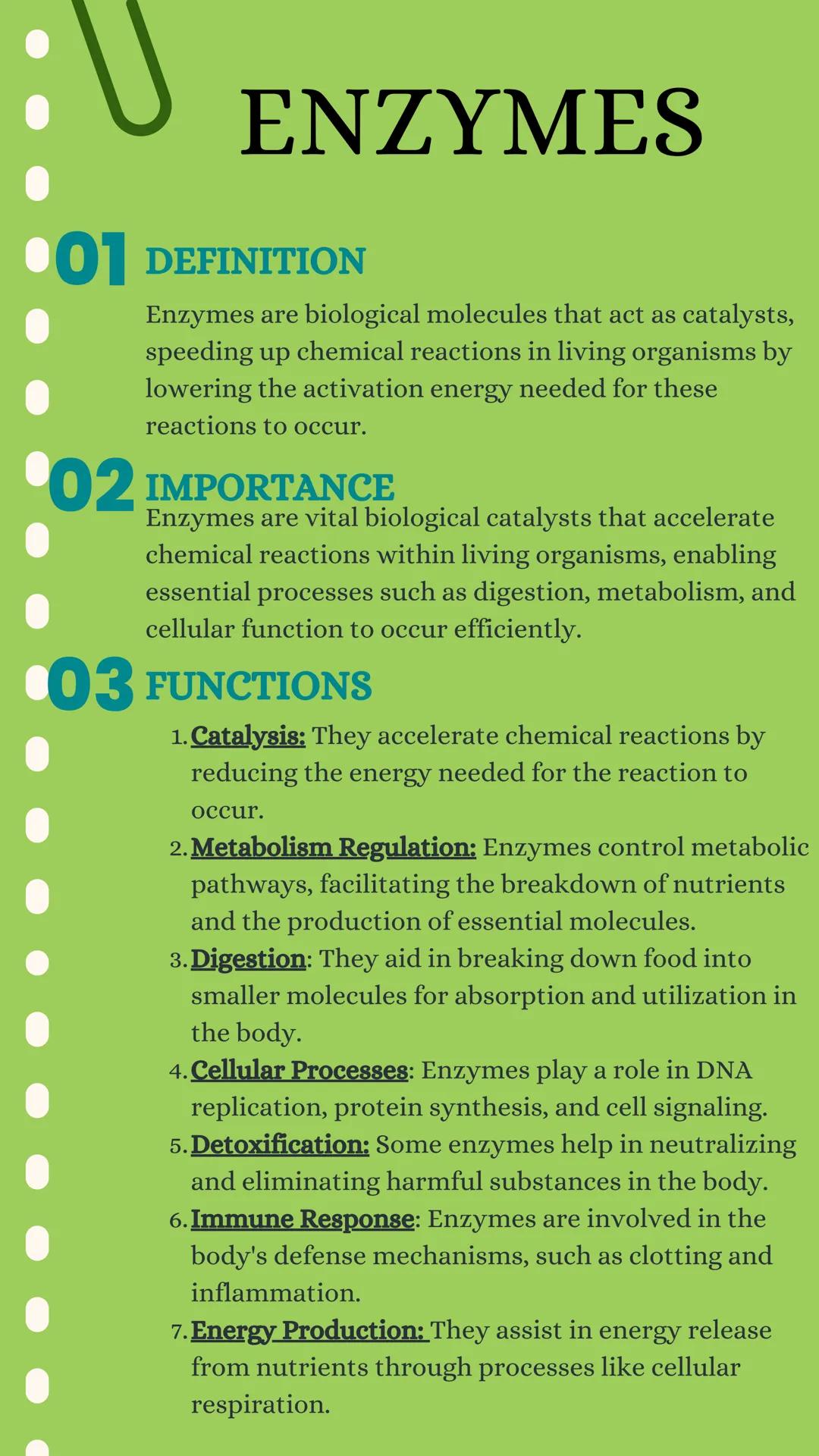 # ENZYMES

01 DEFINITION

Enzymes are biological molecules that act as catalysts,
speeding up chemical reactions in living organisms by
lowe