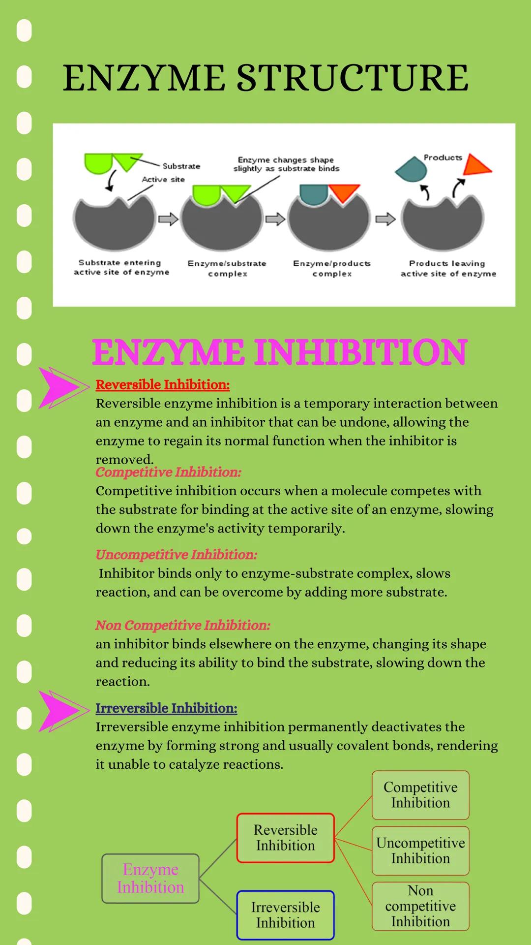 # ENZYMES

01 DEFINITION

Enzymes are biological molecules that act as catalysts,
speeding up chemical reactions in living organisms by
lowe