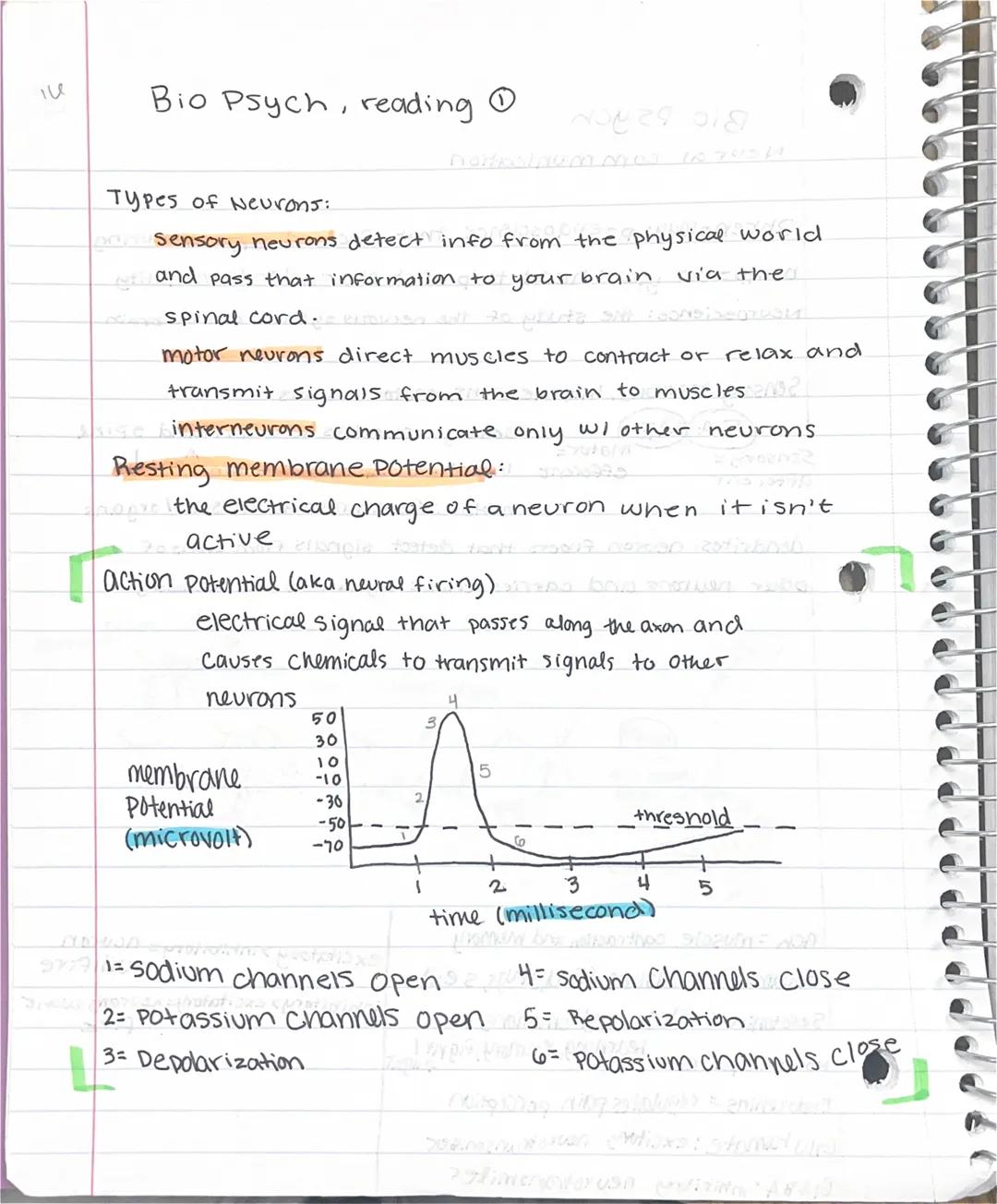 Le
Bio Psych, reading
Types of Neurons:
nostosinum MON 107
sensory neurons detect info from the physical world
and pass that information to 