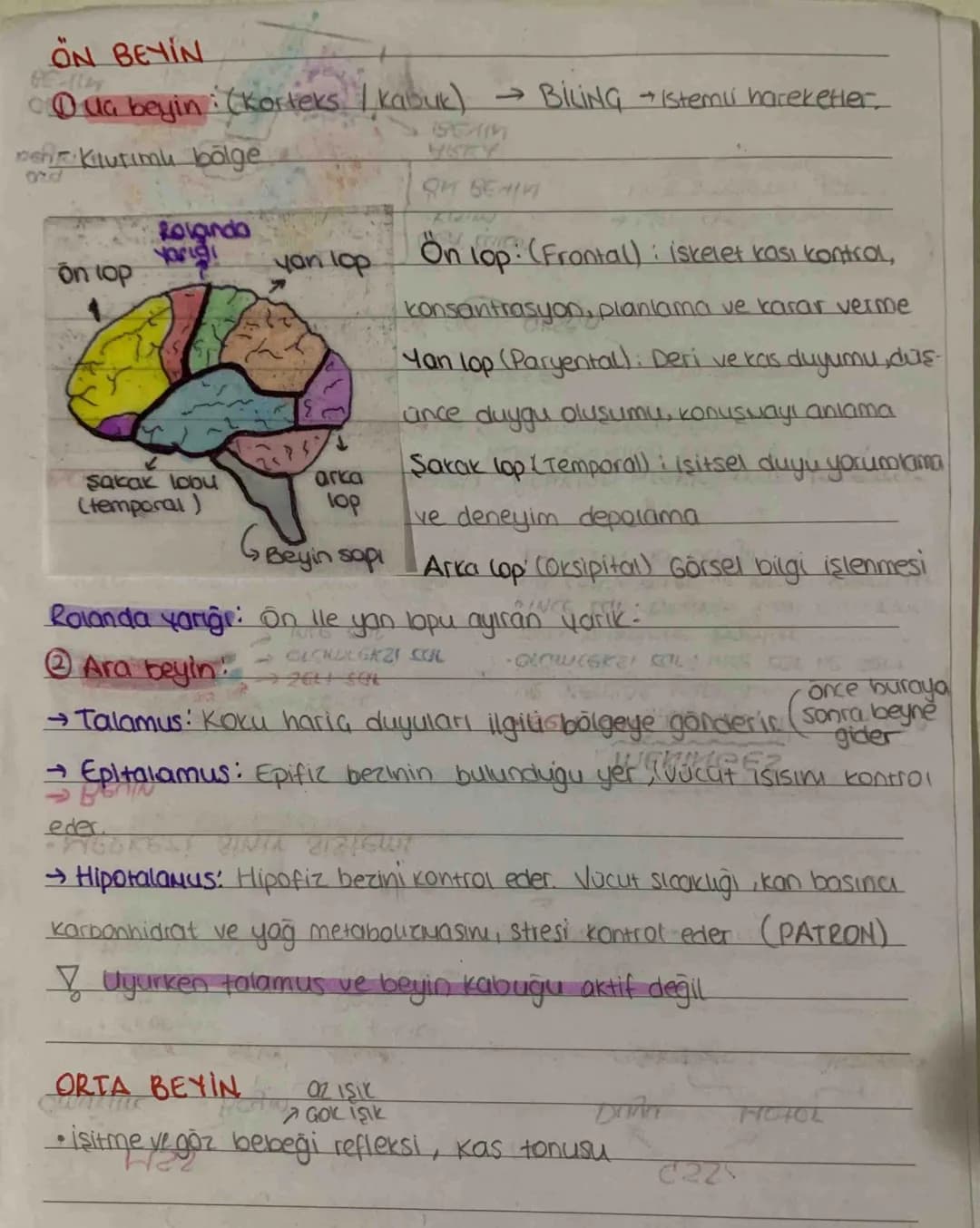 # SİNİR SİSTEMİ

MSS

Omuriluk

Beyin

)

one orta arka

•ua beyin beyincik

ara beyn Pons

Talamus Omurilik S.
Hipotalamus

Epitalamus

• M