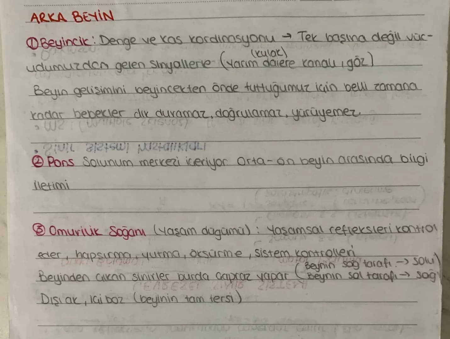 # SİNİR SİSTEMİ

MSS

Omuriluk

Beyin

)

one orta arka

•ua beyin beyincik

ara beyn Pons

Talamus Omurilik S.
Hipotalamus

Epitalamus

• M