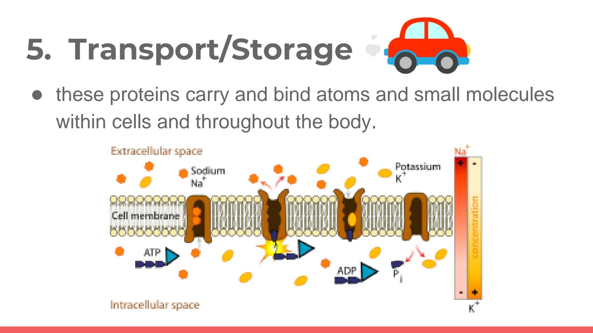 # PROTEIN

Protein. PROTEIN # PROTEINS

- It is a large biomolecule, it is made of one or more
long chains of amino acid residues.
- There a