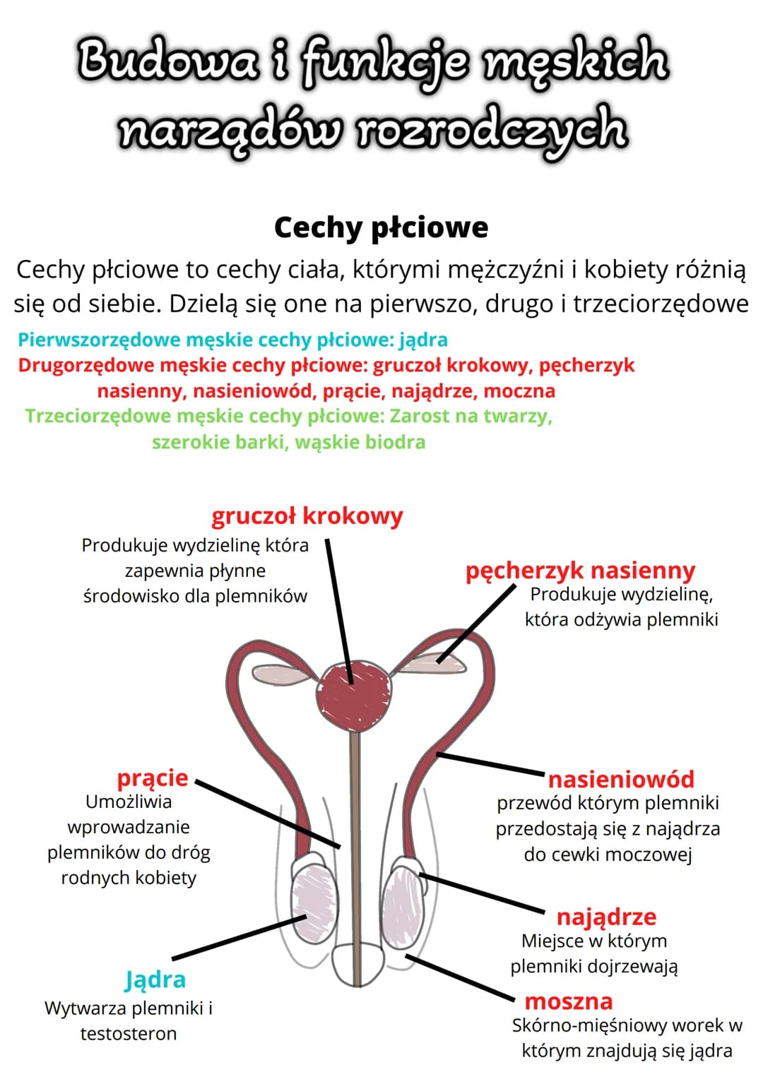 # Budowa i funkcje męskich
narządów rozrodczych

## Cechy płciowe
Cechy płciowe to cechy ciała, którymi mężczyźni i kobiety różnią
się od si