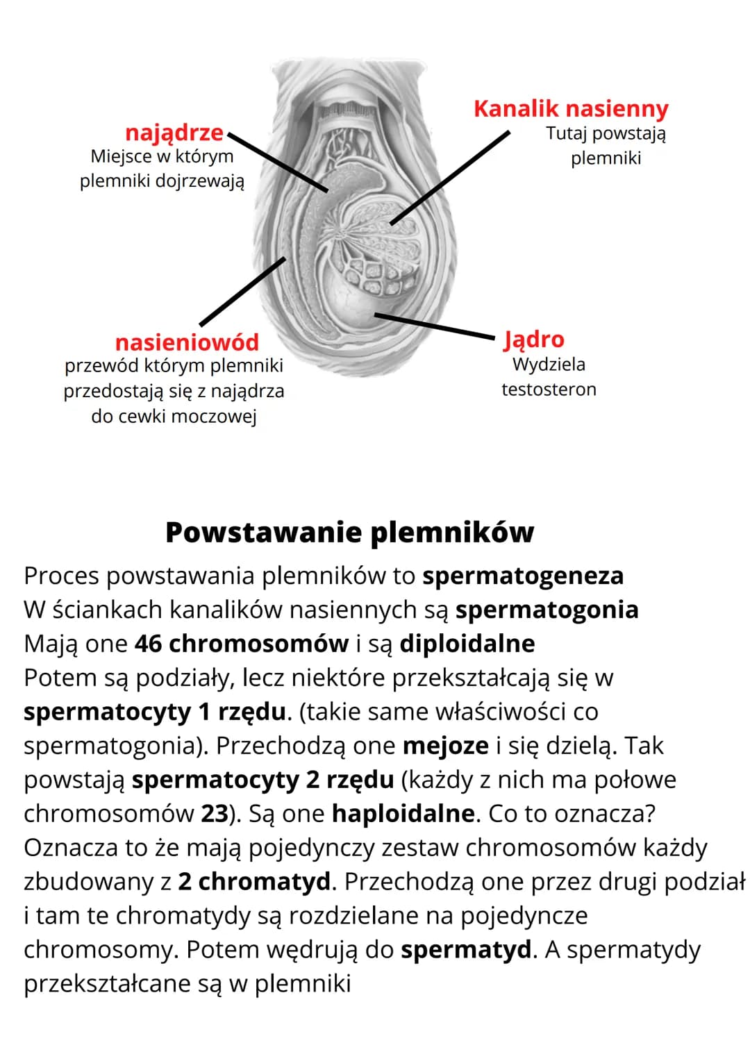 # Budowa i funkcje męskich
narządów rozrodczych

## Cechy płciowe
Cechy płciowe to cechy ciała, którymi mężczyźni i kobiety różnią
się od si